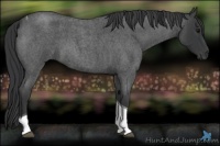 Horse Color:Blue Roan Tobiano 