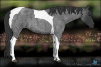 Horse Color:Blue Roan Tobiano
