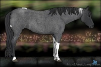 Horse Color:Blue Roan Tobiano