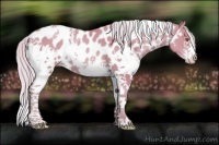 Horse Color:Watercolor White Spotted Silver Classic Champagne Tobiano Appaloosa 