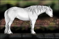 Horse Color:White Spotted Silver Brown Chinchilla Ice Appaloosa 