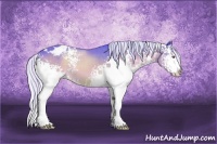 Horse Color:Watercolor White Spotted Silver Brown Chinchilla Sabino Appaloosa 