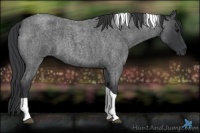 Horse Color:Blue Roan Tobiano