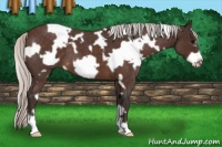 Horse Color:White Spotted Silver Brown Roan Frame