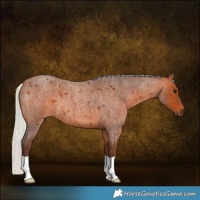 Horse Color:Silver Bay Roan 