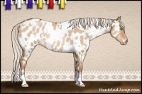 Horse Color:White Spotted Silver Brown Pearl Dun Near Leopard 