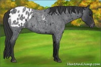 Horse Color:Blue Roan Appaloosa 