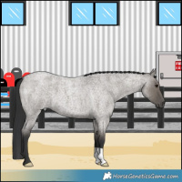 Horse Color:Grullo Roan 