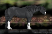 Horse Color:Black 