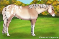 Horse Color:Silver Classic Champagne Onyx Appaloosa 