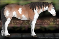 Horse Color:Bay Splash 