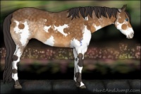 Horse Color:Buckskin Splash 