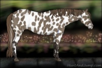 Horse Color:Smoky Grullo Appaloosa 
