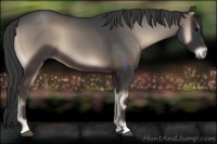 Horse Color:Blue Onyx 