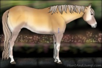 Horse Color:Palomino Onyx 