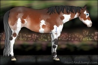 Horse Color:Brown Splash 