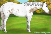 Horse Color:Chocolate Palomino Splash Tobiano Appaloosa Rabicano