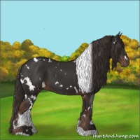 Horse Color:White Spotted Liver Chestnut 