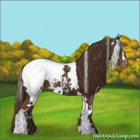 Horse Color:White Spotted Liver Chestnut Appaloosa 