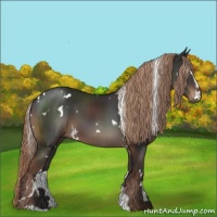 Horse Color:White Spotted Liver Chestnut Sabino