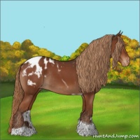 Horse Color:Liver Chestnut Tobiano Appaloosa Rabicano 