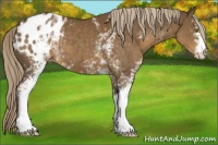 Horse Color:White Spotted Chocolate Palomino Appaloosa 