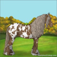 Horse Color:White Spotted Chocolate Palomino Blanket 