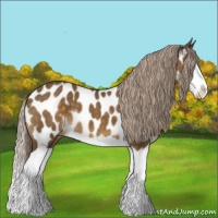 Horse Color:Chocolate Palomino Splash Appaloosa