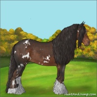 Horse Color:White Spotted Liver Chestnut Tobiano Rabicano 