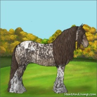 Horse Color:Bay Roan Dun Appaloosa  and Smoky Black Tobiano Appaloosa Rabicano 