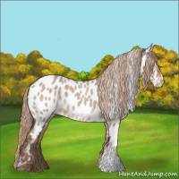 Horse Color:Liver Red Dun Roan Near Leopard 