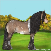 Horse Color:White Spotted Brown Roan Dun Appaloosa 