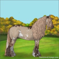 Horse Color:White Spotted Liver Red Dun 