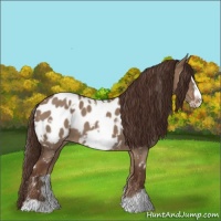 Horse Color:White Spotted Liver Red Dun Frame Appaloosa 