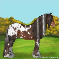 Horse Color:White Spotted Liver Chestnut Appaloosa 