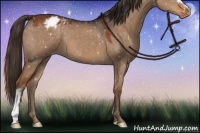 Horse Color:Liver Red Dun Appaloosa 