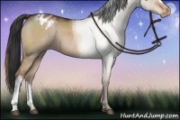 Horse Color:Liver Red Dun Appaloosa 