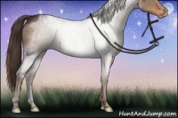 Horse Color:Liver Red Dun Appaloosa 