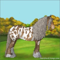 Horse Color:Chocolate Palomino Appaloosa