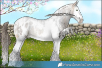 Horse Color:White Spotted Buckskin Roan Splash Appaloosa 