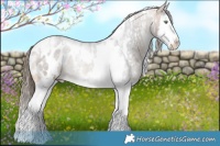 Horse Color:White Spotted Buckskin Roan Splash Appaloosa 