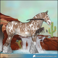 Horse Color:White Spotted Liver Red Dun Appaloosa  and White Spotted Liver Red Dun Splash 