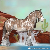 Horse Color:White Spotted Liver Red Dun Appaloosa  and White Spotted Liver Red Dun Splash 