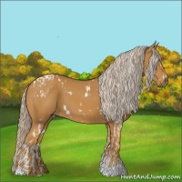 Horse Color:White Spotted Palomino Tobiano  and White Spotted Palomino Tobiano 