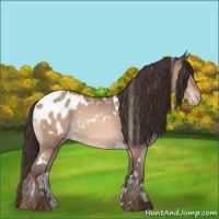 Horse Color:White Spotted Amber Champagne Appaloosa 