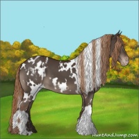 Horse Color:White Spotted Liver Chestnut Appaloosa 