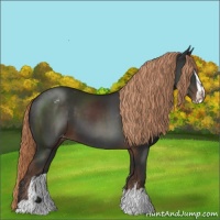 Horse Color:Liver Chestnut Sabino Appaloosa 