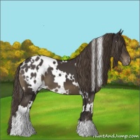 Horse Color:White Spotted Smoky Black Appaloosa 