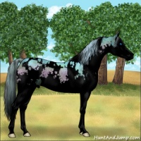 Horse Color:Void Watercolor White Spotted Liver Red Onyx Splash Rabicano 