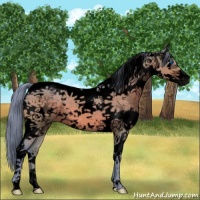 Horse Color:Void Watercolor White Spotted Brown Splash Tobiano 